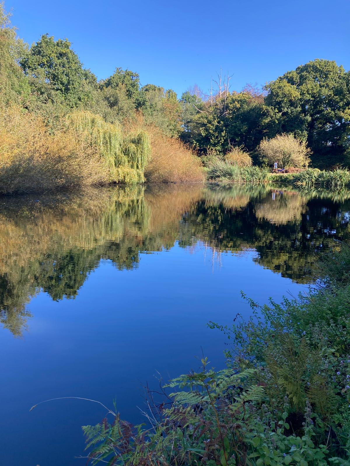 Pond Project